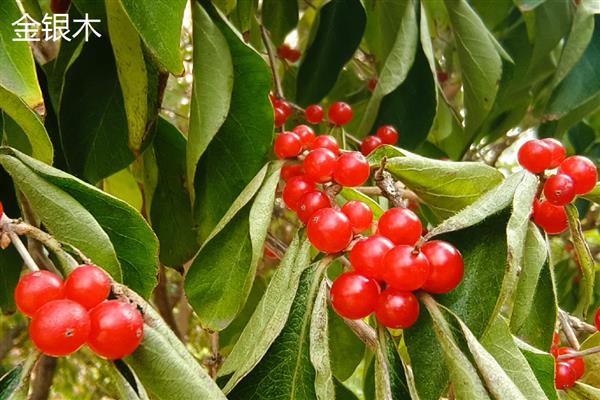 金银花与金银木的区别，植物形态不同