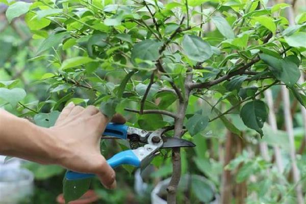 金银花与金银木的区别，植物形态不同