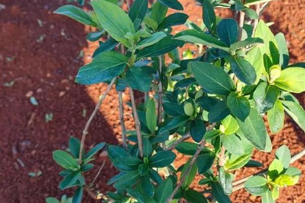金银花与金银木的区别，植物形态不同