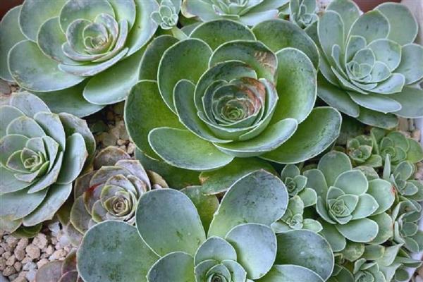 山地玫瑰的养殖方法，主要通过扦插的方式繁殖