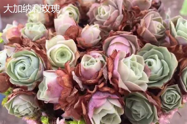 山地玫瑰的养殖方法，主要通过扦插的方式繁殖