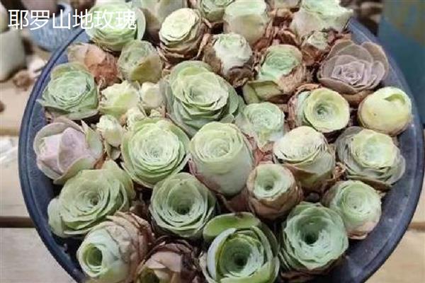 山地玫瑰的养殖方法，主要通过扦插的方式繁殖