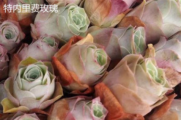 山地玫瑰的养殖方法，主要通过扦插的方式繁殖