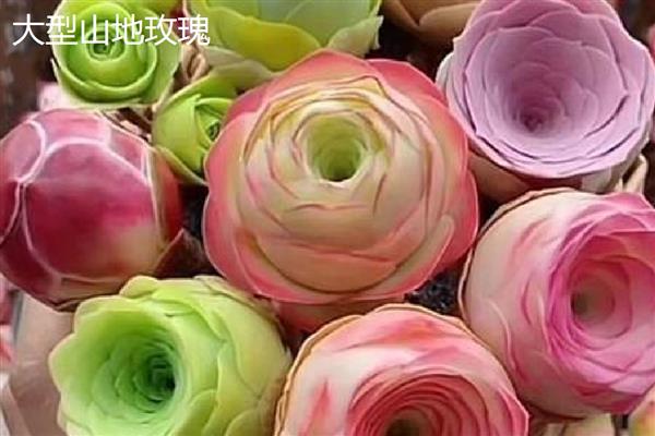 山地玫瑰的养殖方法，主要通过扦插的方式繁殖