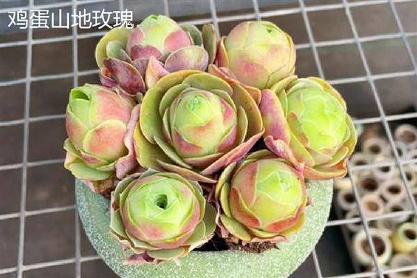 山地玫瑰的养殖方法，主要通过扦插的方式繁殖