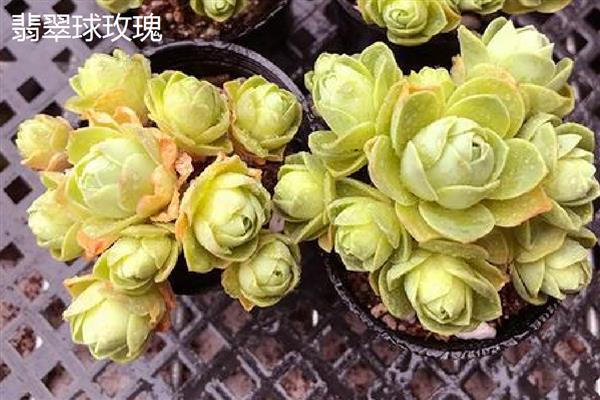 山地玫瑰的养殖方法，主要通过扦插的方式繁殖