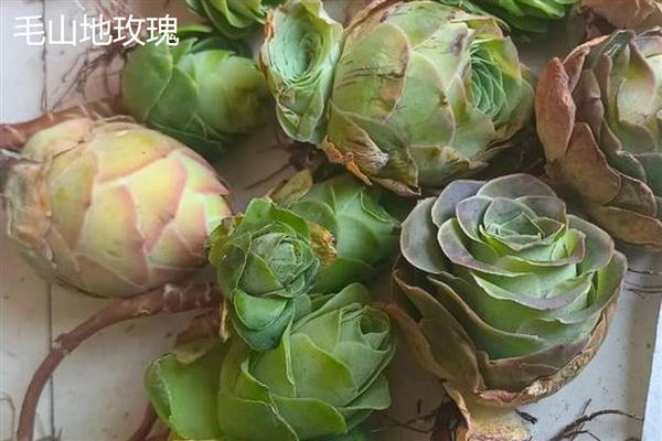 山地玫瑰的养殖方法，主要通过扦插的方式繁殖