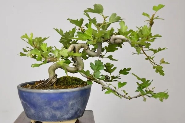 山楂树可以养在室内吗，是可以在室内养殖的