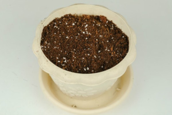 山楂树可以养在室内吗，是可以在室内养殖的