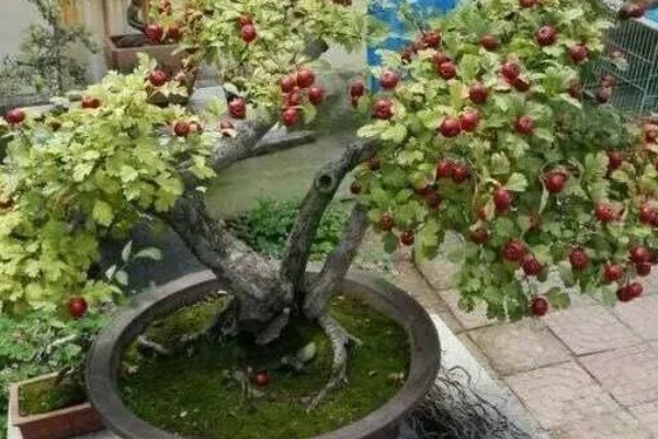 山楂树可以养在室内吗，是可以在室内养殖的