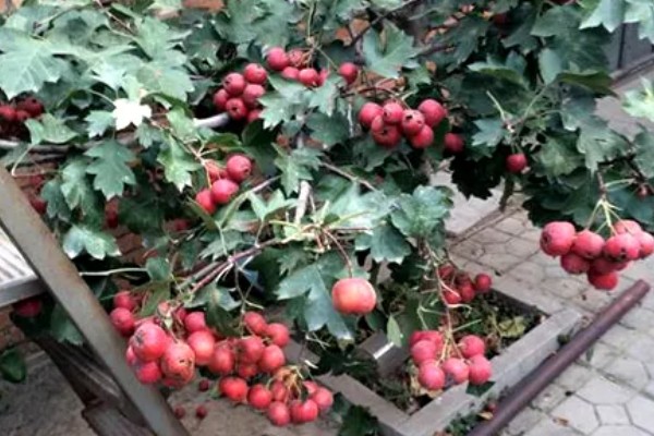 山楂树可以养在室内吗，是可以在室内养殖的