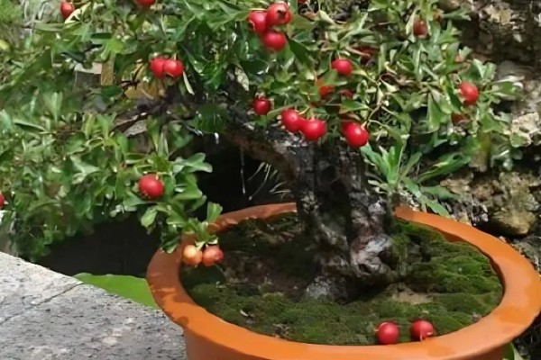 山楂树可以养在室内吗，是可以在室内养殖的