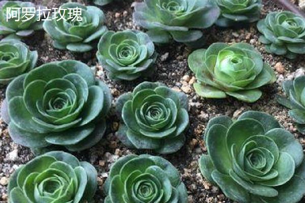 山地玫瑰的养殖方法，主要通过扦插的方式繁殖