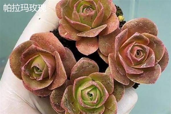 山地玫瑰的养殖方法，主要通过扦插的方式繁殖