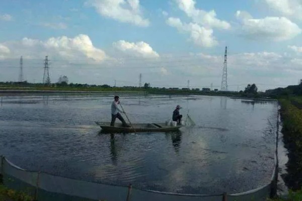 梭子蟹的养殖方式,一般在5月下旬至6月中旬放养