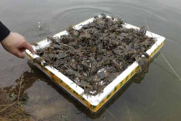 梭子蟹的养殖方式,一般在5月下旬至6月中旬放养