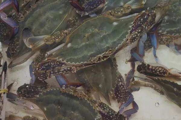 梭子蟹的养殖方式,一般在5月下旬至6月中旬放养
