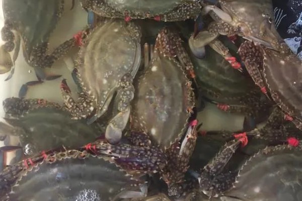 梭子蟹的养殖方式,一般在5月下旬至6月中旬放养