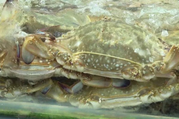 梭子蟹的养殖方式,一般在5月下旬至6月中旬放养