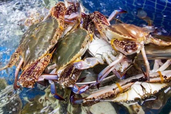 梭子蟹的养殖方式,一般在5月下旬至6月中旬放养