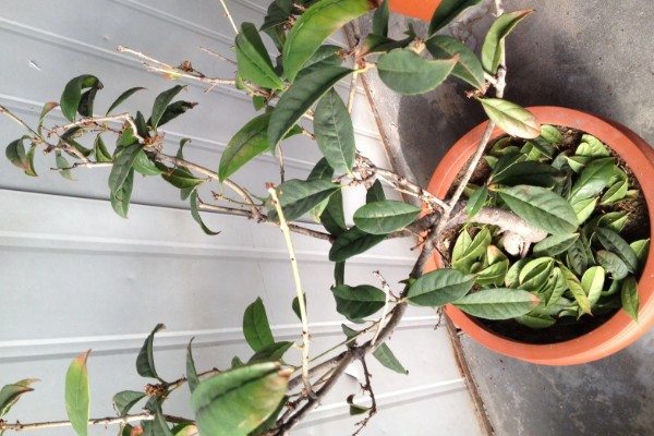 桂花叶子掉光还能不能活，根系完好便可活