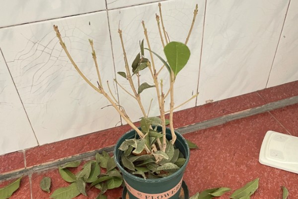 桂花叶子掉光还能不能活，根系完好便可活