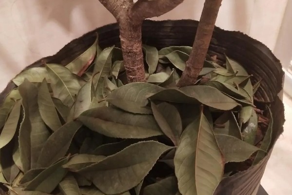 桂花叶子掉光还能不能活，根系完好便可活