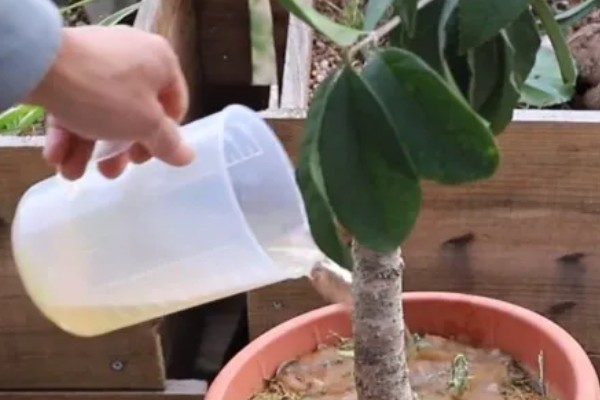 桂花叶子掉光还能不能活，根系完好便可活