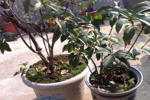 桂花叶子掉光还能不能活，根系完好便可活