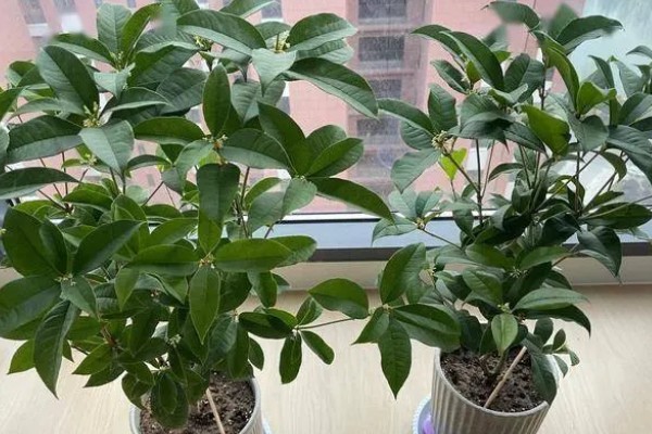 桂花叶子掉光还能不能活，根系完好便可活