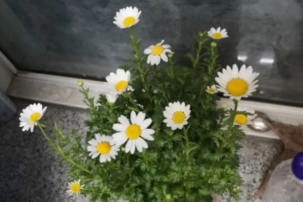 雏菊秋天会不会开花,是可以开花的