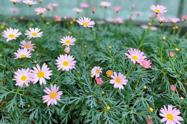 雏菊秋天会不会开花,是可以开花的
