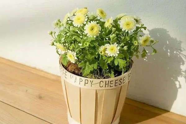 雏菊秋天会不会开花,是可以开花的