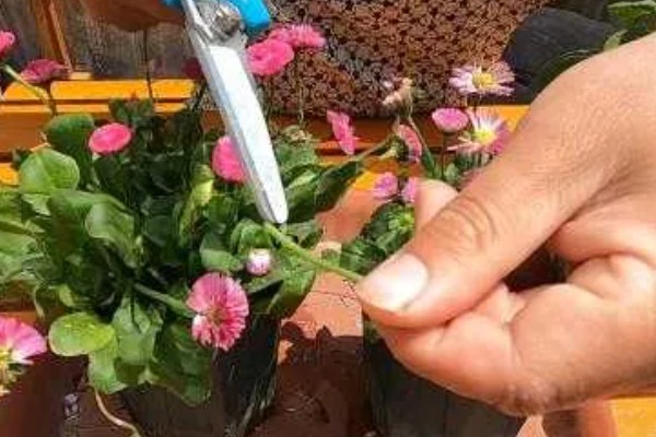 雏菊秋天会不会开花,是可以开花的