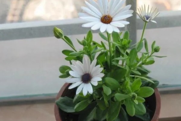 雏菊秋天会不会开花,是可以开花的