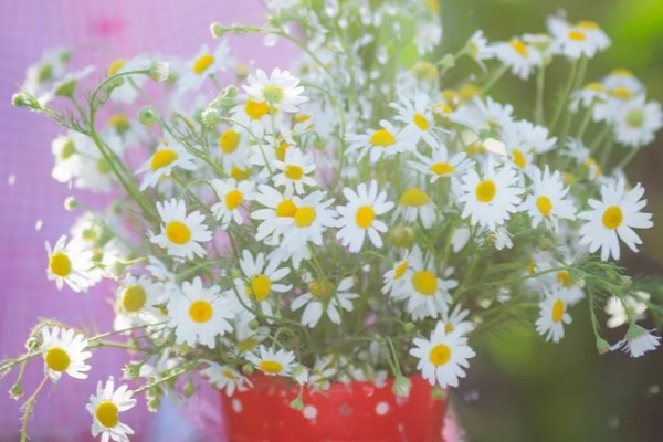 雏菊秋天会不会开花,是可以开花的