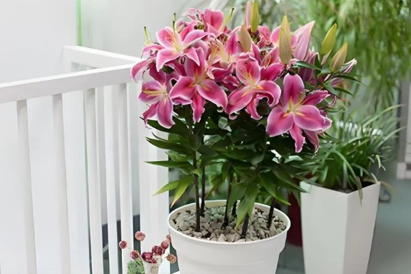 百合花香气在室内有毒吗，在室内没毒