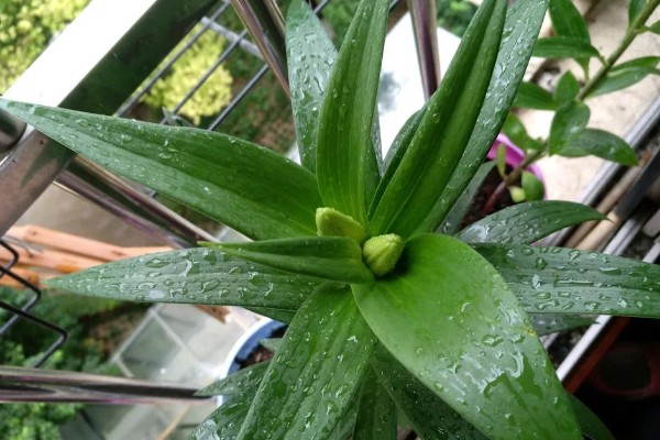百合花香气在室内有毒吗，在室内没毒