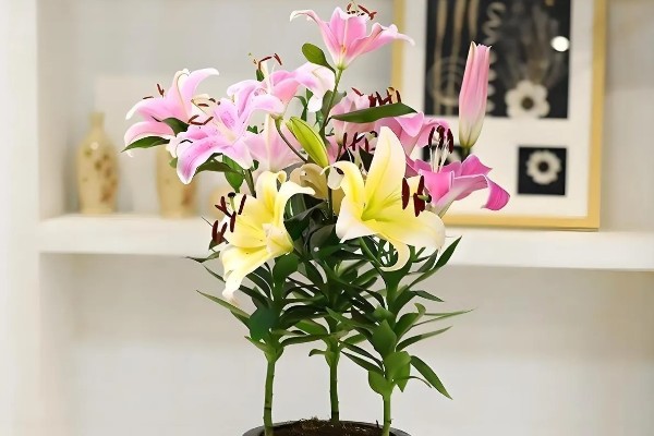 百合花香气在室内有毒吗，在室内没毒