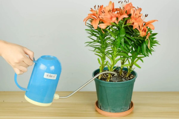 百合花香气在室内有毒吗，在室内没毒