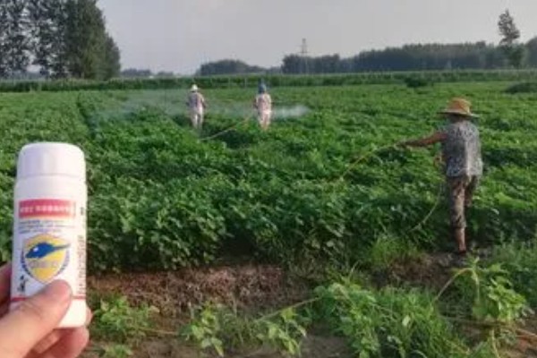 大豆植株缺氮怎么办,应及时追施氮肥