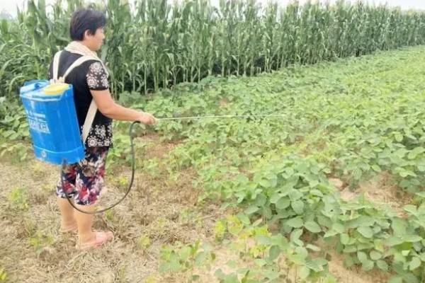 大豆植株缺氮怎么办,应及时追施氮肥