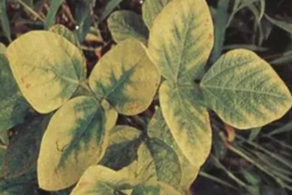 大豆植株缺氮怎么办,应及时追施氮肥