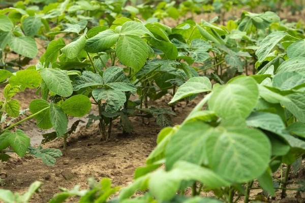 大豆植株缺氮怎么办,应及时追施氮肥