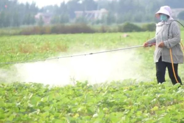大豆植株缺氮怎么办,应及时追施氮肥