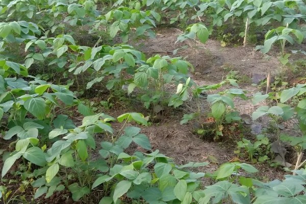 大豆植株缺氮怎么办,应及时追施氮肥