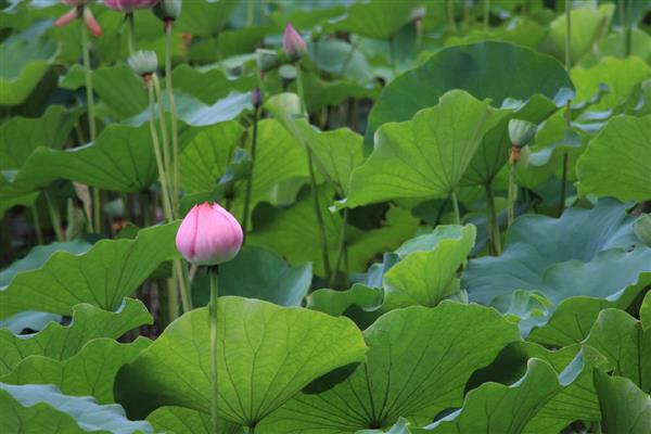 荷花种子可以在酒中生长吗，不能在酒中生长