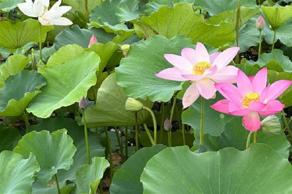 荷花种子可以在酒中生长吗，不能在酒中生长