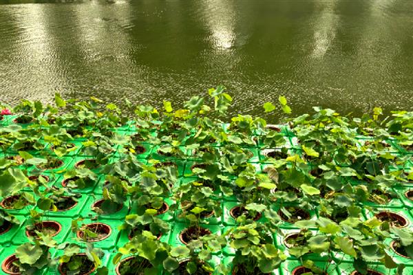 荷花种子可以在酒中生长吗，不能在酒中生长