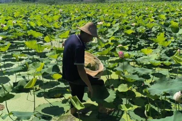 荷花种子可以在酒中生长吗，不能在酒中生长